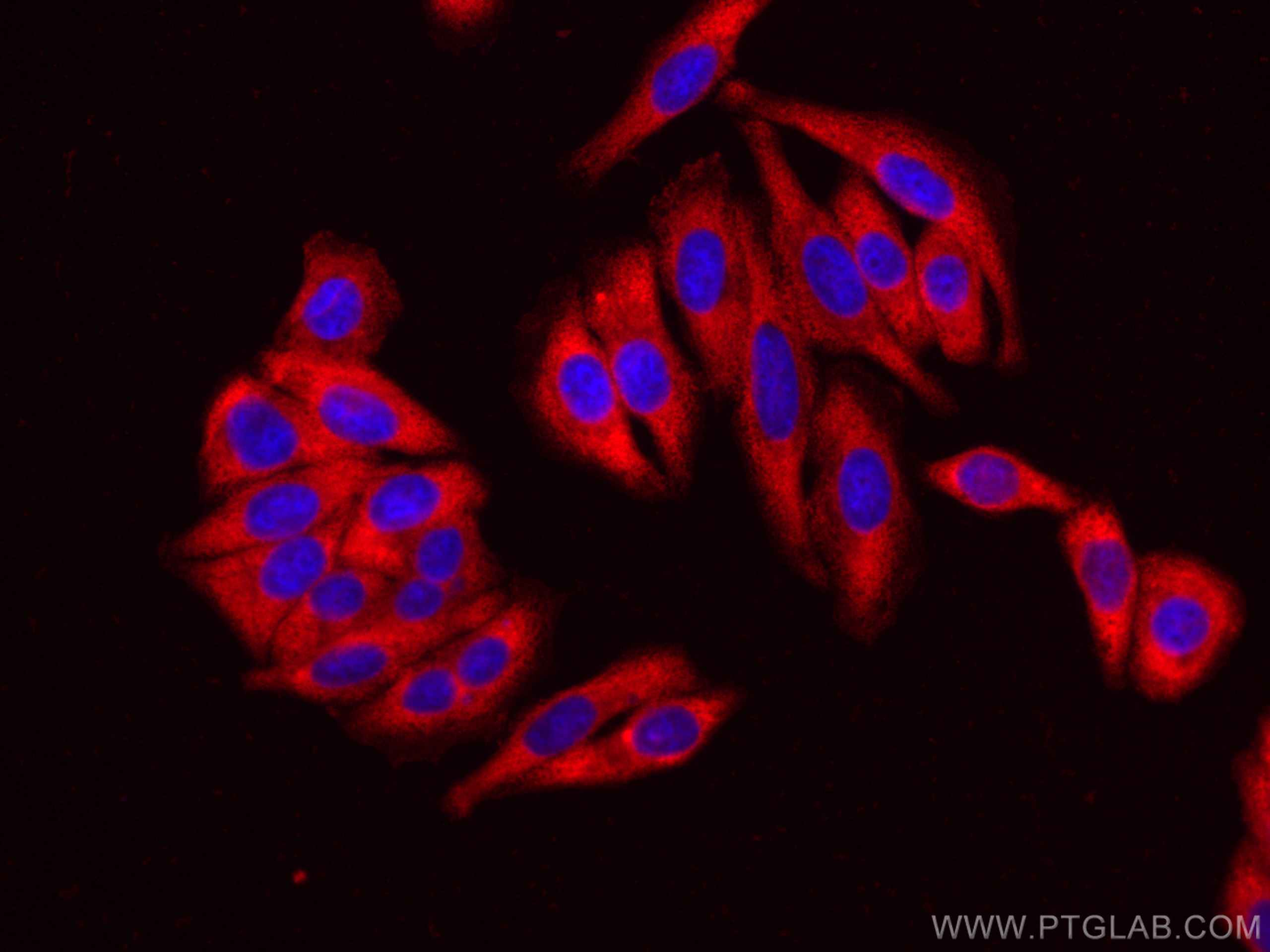 Immunofluorescence (IF) / fluorescent staining of HepG2 cells using CoraLite®594-conjugated EEF2 Monoclonal antibody (CL594-67550)