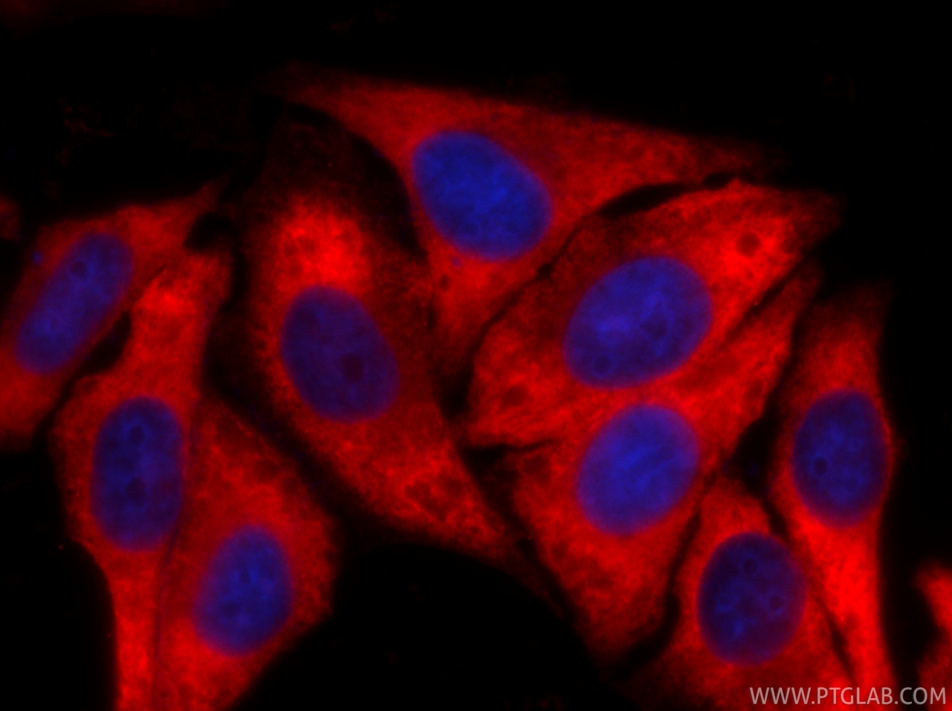 IF Staining of HepG2 using CL594-67550 Immunofluorescence (IF) / fluorescent staining of HepG2 cells using CoraLite®594-conjugated EEF2 Monoclonal antibody (CL594-67550)