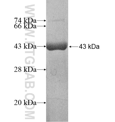 EEF2 fusion protein Ag13859 SDS-PAGE