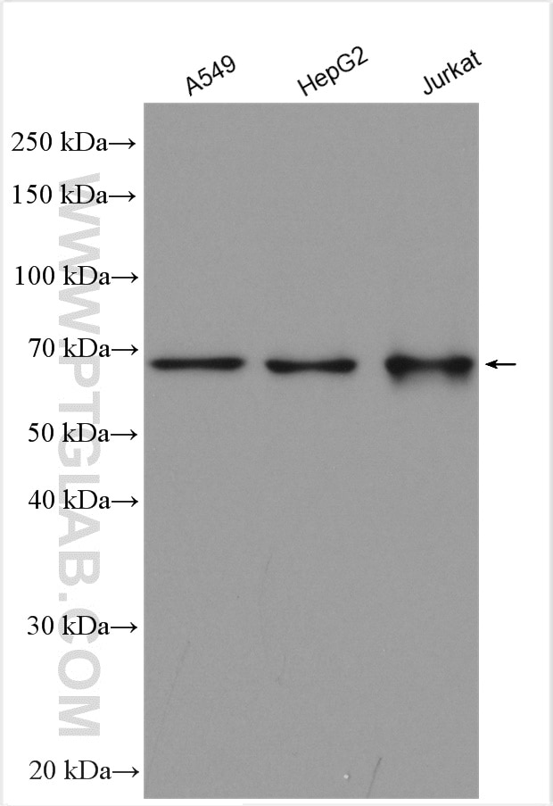 Western Blot (WB) analysis of various lysates using EEFSEC Polyclonal antibody (10628-1-AP)