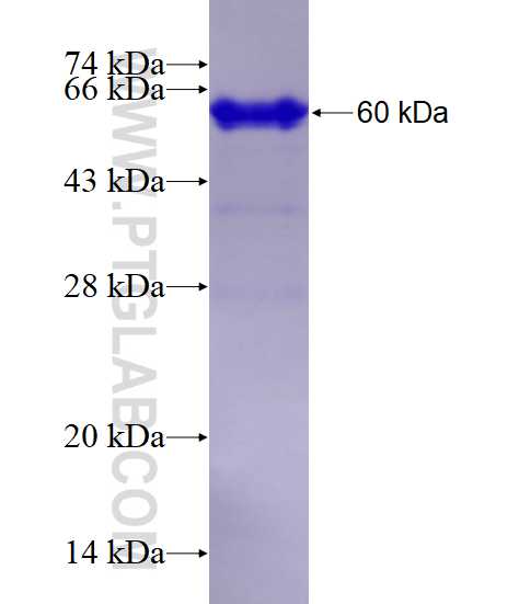 EEFSEC fusion protein Ag0980 SDS-PAGE
