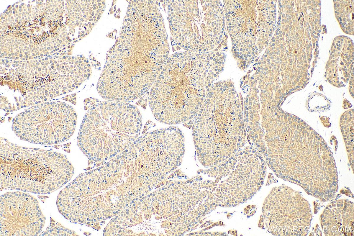Immunohistochemistry (IHC) staining of mouse testis tissue using EFCAB1 Polyclonal antibody (17276-1-AP)