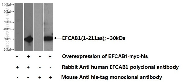 EFCAB1