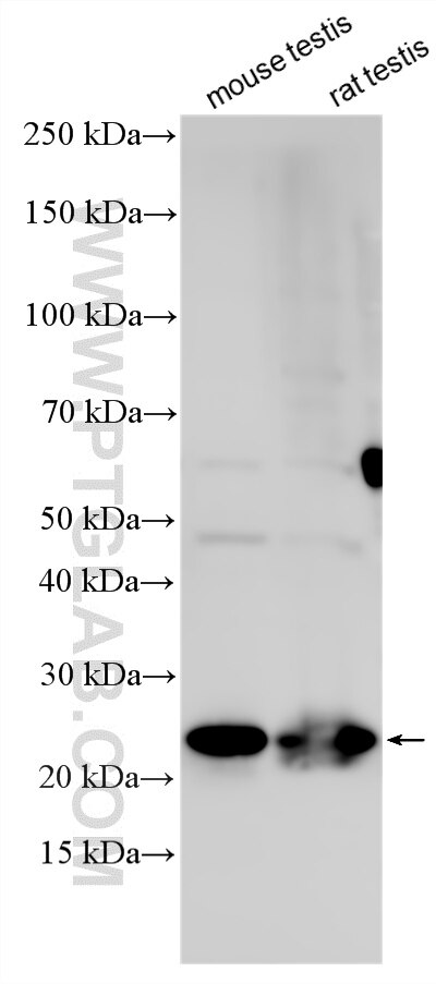 Western Blot (WB) analysis of various lysates using EFCAB1 Polyclonal antibody (17276-1-AP)