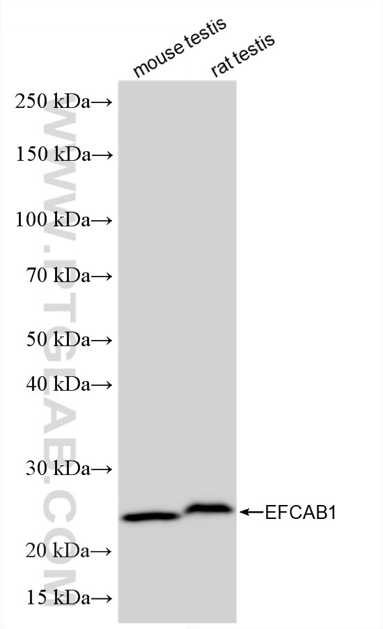 Western Blot (WB) analysis of various lysates using EFCAB1 Recombinant monoclonal antibody (86828-1-RR)