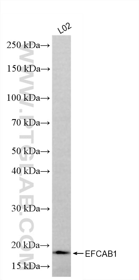 Western Blot (WB) analysis of various lysates using EFCAB1 Recombinant monoclonal antibody (86828-1-RR)