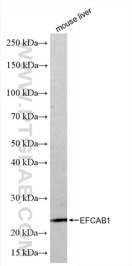 Western Blot (WB) analysis of various lysates using EFCAB1 Recombinant monoclonal antibody (86828-1-RR)