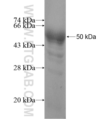 EFCAB1 fusion protein Ag11039 SDS-PAGE