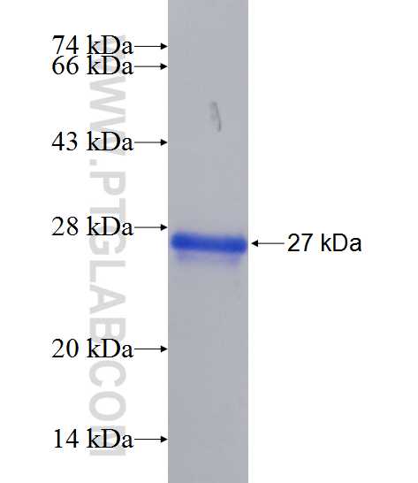 EFCAB1 fusion protein Ag11214 SDS-PAGE