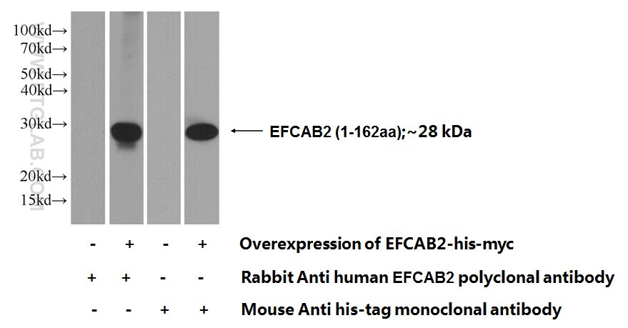 EFCAB2