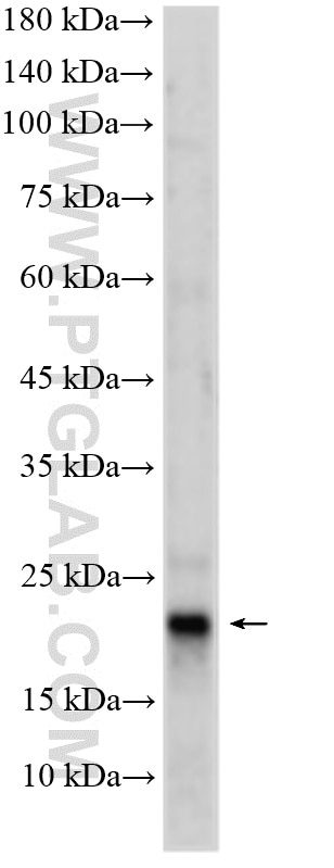 Western Blot (WB) analysis of mouse testis tissue using EFCAB2 Polyclonal antibody (25156-1-AP)