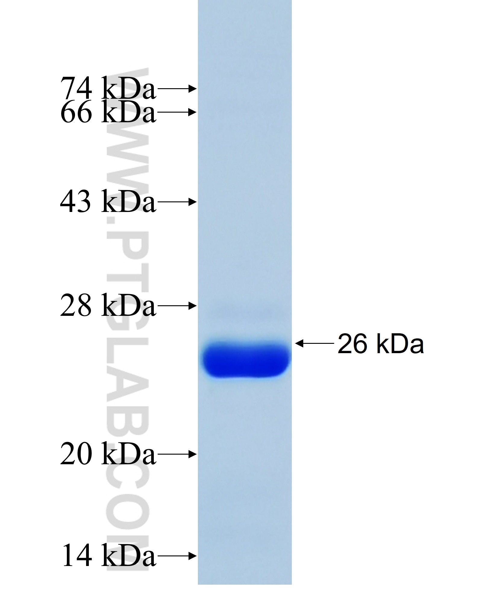 EFCAB2 fusion protein Ag18555 SDS-PAGE