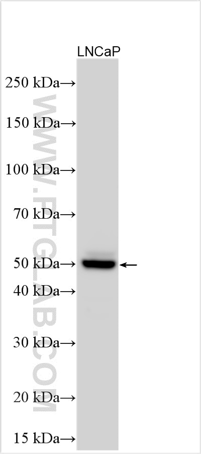 Western Blot (WB) analysis of various lysates using EFCAB4A Polyclonal antibody (32115-1-AP)