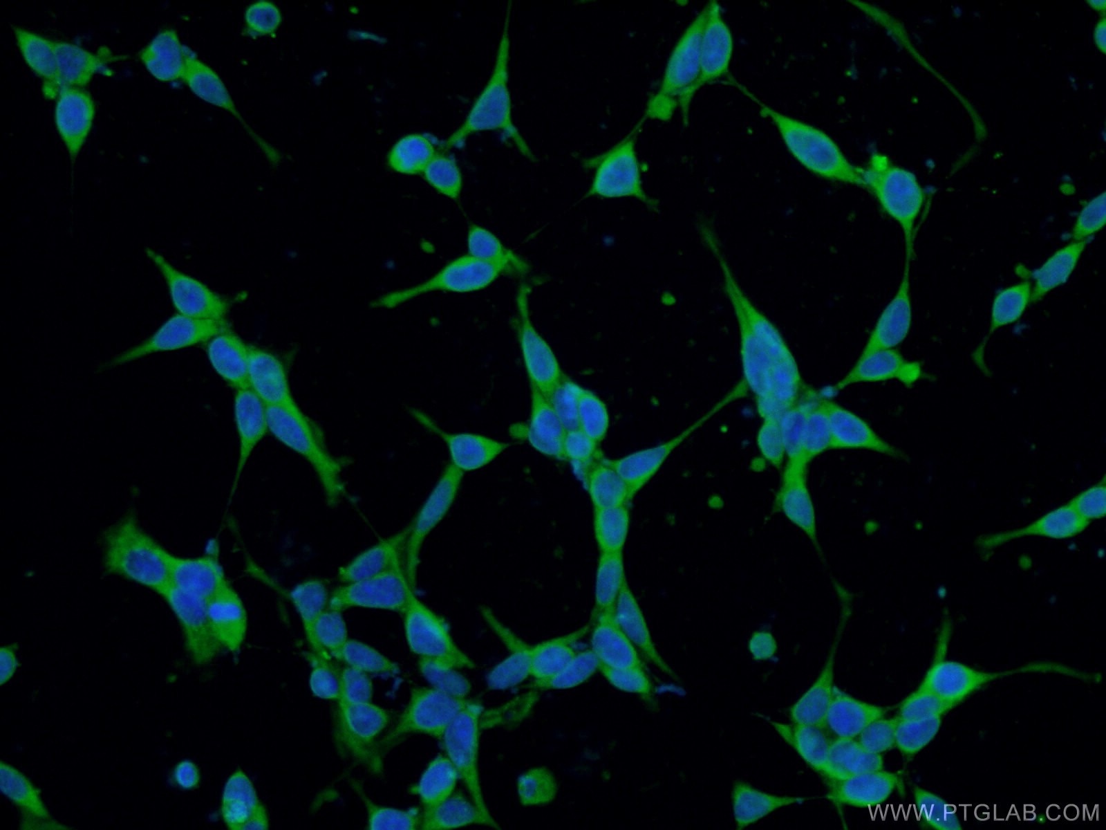 IF Staining of HEK-293 using 15206-1-AP