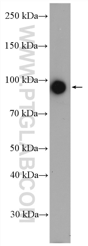 Western Blot (WB) analysis of Daudi cells using CRACR2A Polyclonal antibody (15206-1-AP)