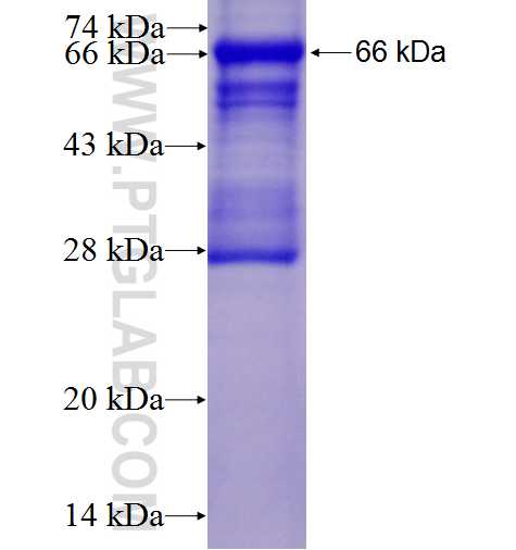 EFCAB4B fusion protein Ag7358 SDS-PAGE