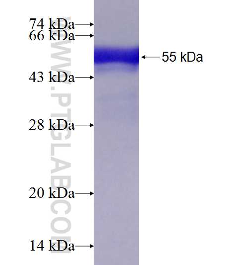 EFCAB4B fusion protein Ag7525 SDS-PAGE