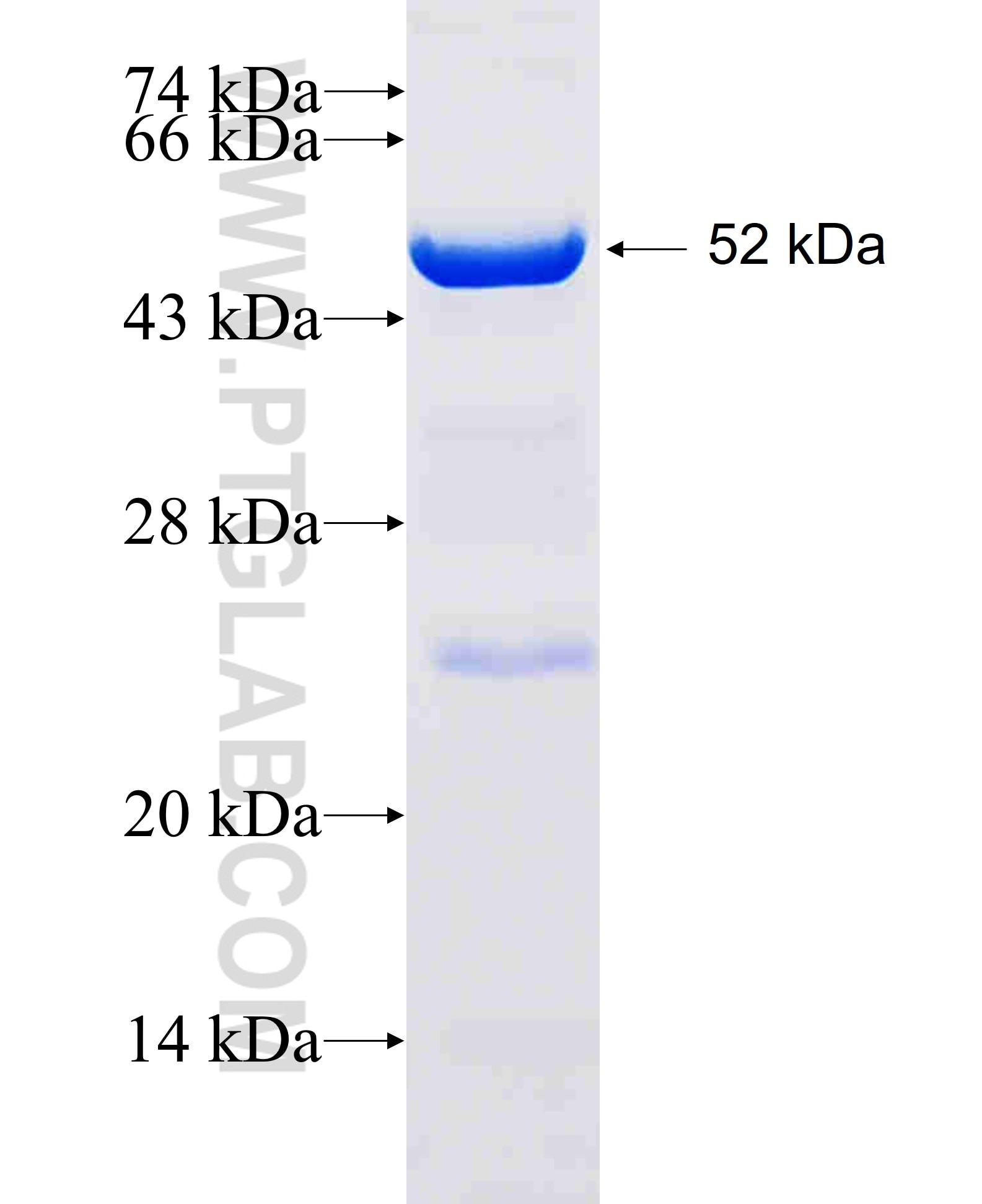 EFCAB4B fusion protein Ag7525 SDS-PAGE