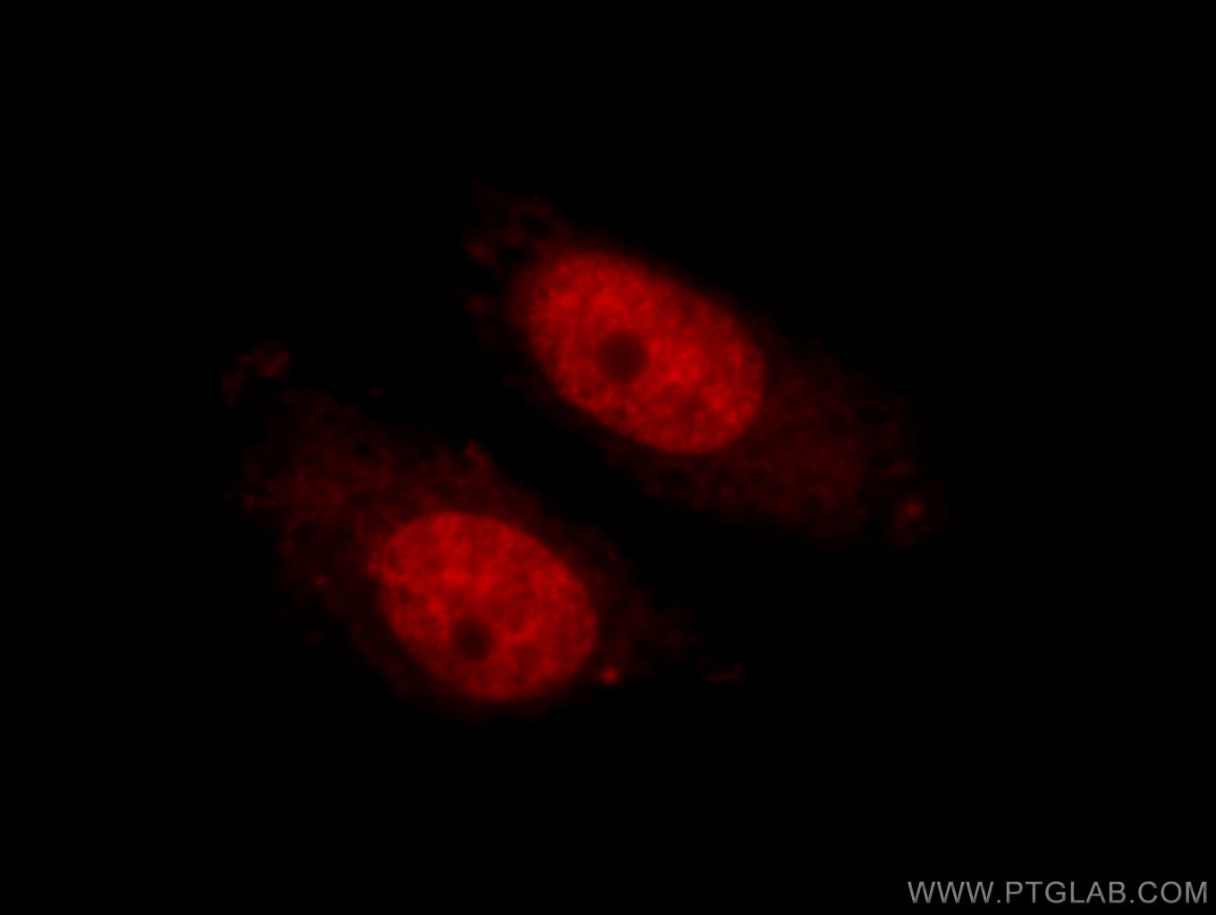 Immunofluorescence (IF) / fluorescent staining of HepG2 cells using EFCAB5 Polyclonal antibody (24296-1-AP)
