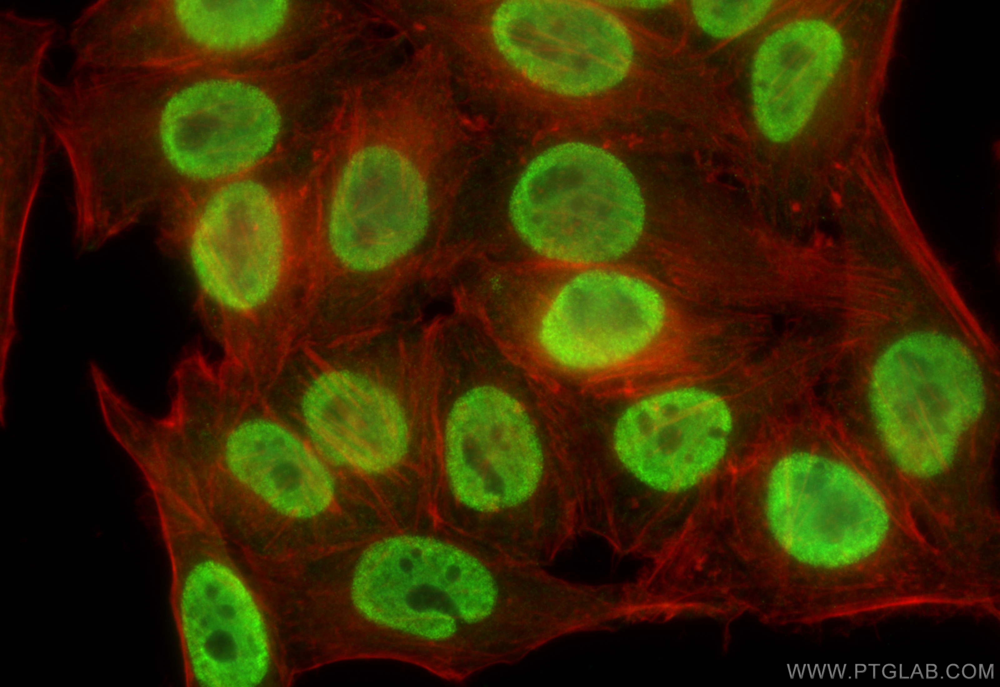 Immunofluorescence (IF) / fluorescent staining of HepG2 cells using EFCAB5 Polyclonal antibody (24296-1-AP)
