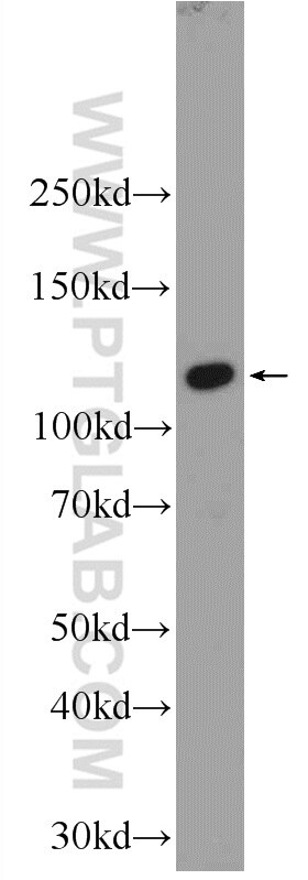 Western Blot (WB) analysis of HepG2 cells using EFCAB5 Polyclonal antibody (24296-1-AP)
