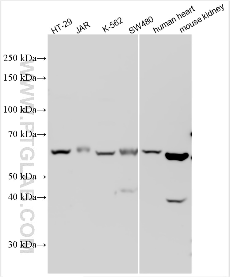 Western Blot (WB) analysis of various lysates using EFEMP2 Polyclonal antibody (12004-1-AP)
