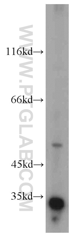 Western Blot (WB) analysis of K-562 cells using EFEMP2 Polyclonal antibody (12004-1-AP)