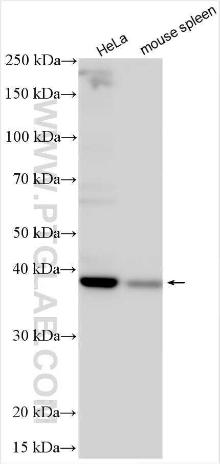 Western Blot (WB) analysis of various lysates using MICU2 Polyclonal antibody (20859-1-AP)