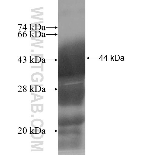 EFHB fusion protein Ag11414 SDS-PAGE