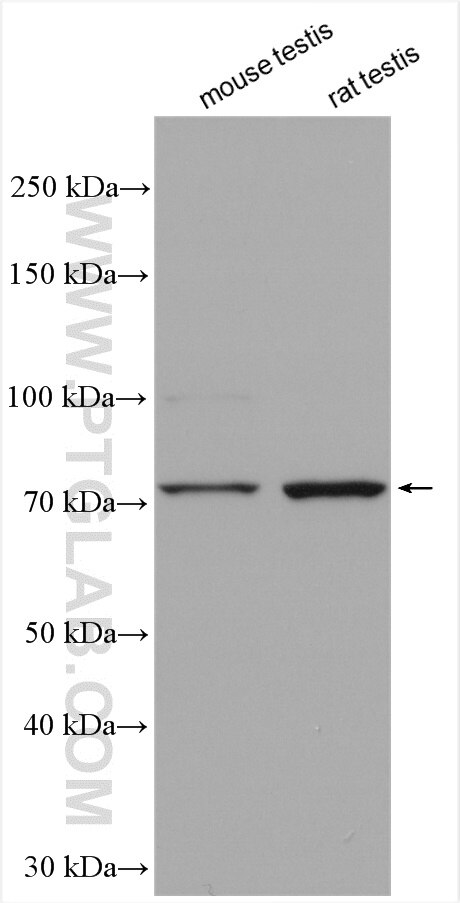 Western Blot (WB) analysis of various lysates using EFHC1 Polyclonal antibody (11471-1-AP)