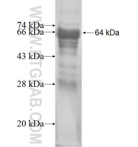 EFHC1 fusion protein Ag2048 SDS-PAGE