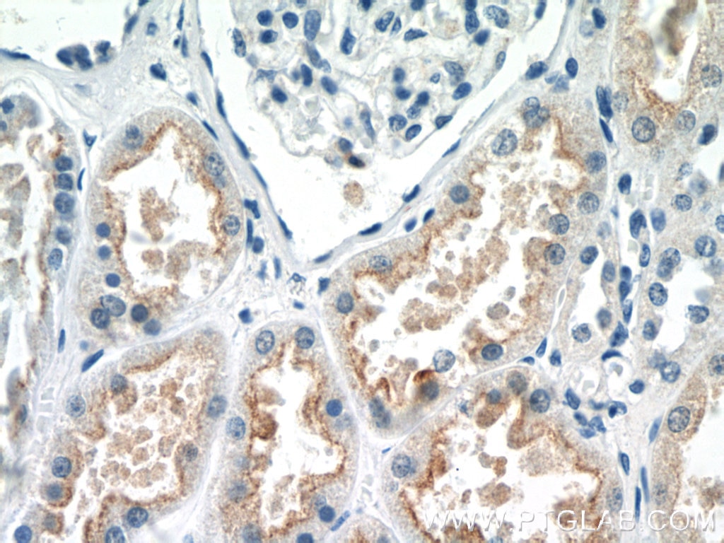 Immunohistochemistry (IHC) staining of human kidney tissue using EFHD1 Polyclonal antibody (19854-1-AP)