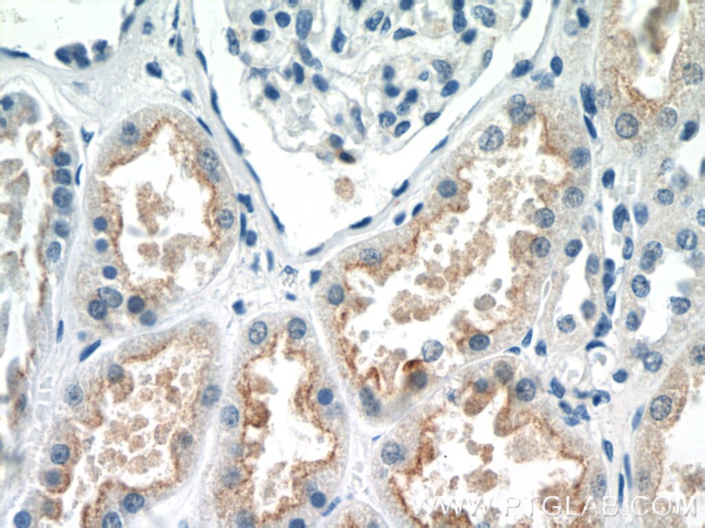 Immunohistochemistry (IHC) staining of human kidney tissue using EFHD1 Polyclonal antibody (19854-1-AP)