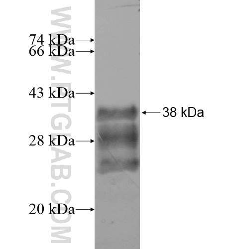 EFHD1 fusion protein Ag13926 SDS-PAGE