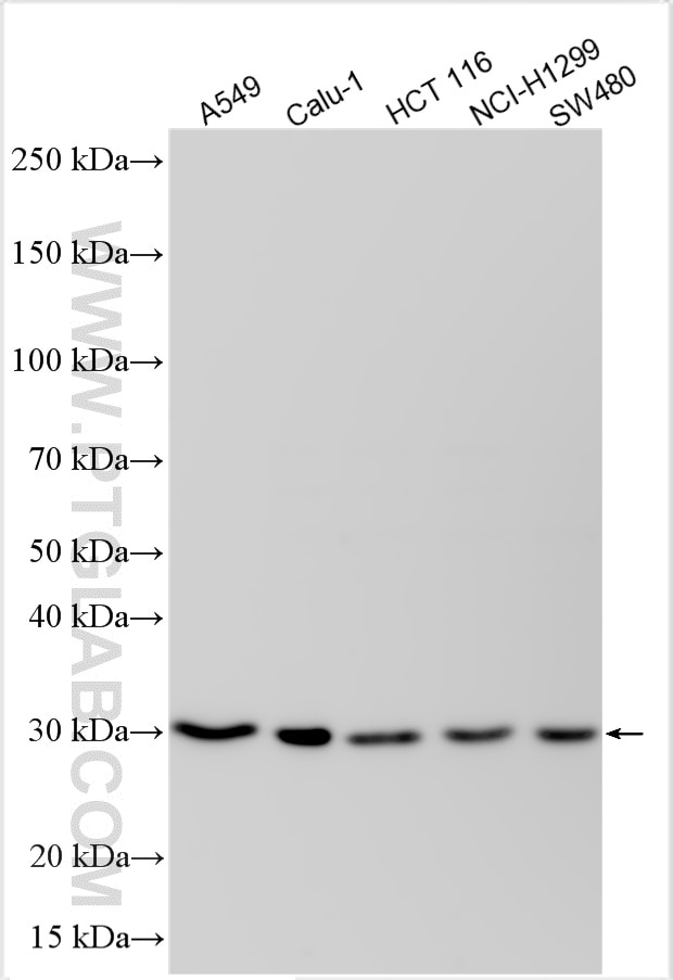 Western Blot (WB) analysis of various lysates using EFHD2 Polyclonal antibody (31624-1-AP)