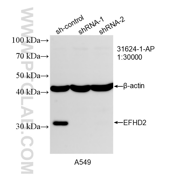 WB analysis of A549 using 31624-1-AP Western Blot (WB) analysis of A549 cells using EFHD2 Polyclonal antibody (31624-1-AP)