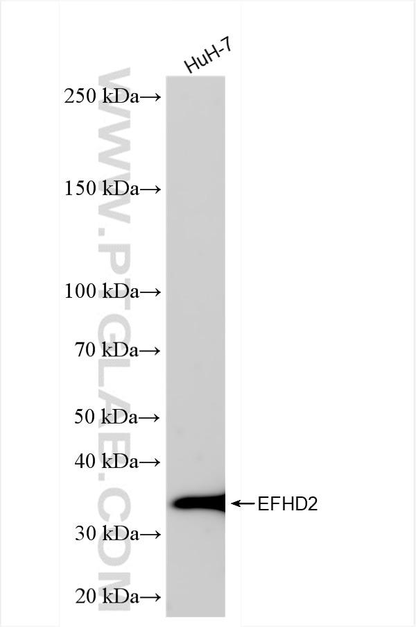 Western Blot (WB) analysis of HuH-7 cells using EFHD2 Recombinant antibody (83264-5-RR)