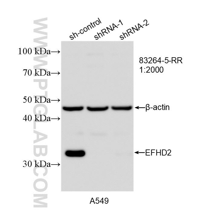 WB analysis of A549 using 83264-5-RR Western Blot (WB) analysis of A549 cells using EFHD2 Recombinant monoclonal antibody (83264-5-RR)