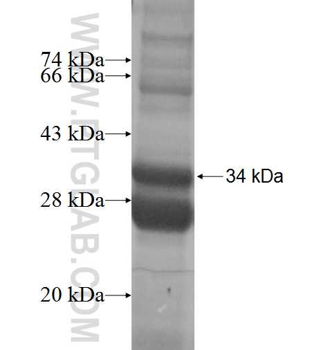 EFHD2 fusion protein Ag2826 SDS-PAGE