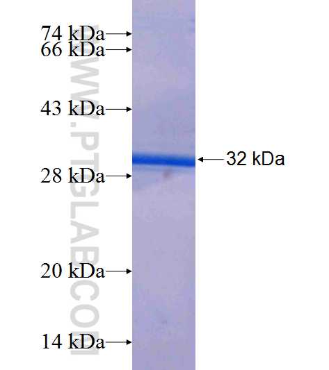 EFNA1 fusion protein Ag25837 SDS-PAGE