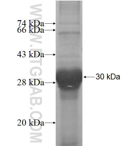 EFNA1 fusion protein Ag4631 SDS-PAGE