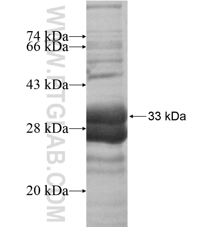 EFNA2 fusion protein Ag16236 SDS-PAGE