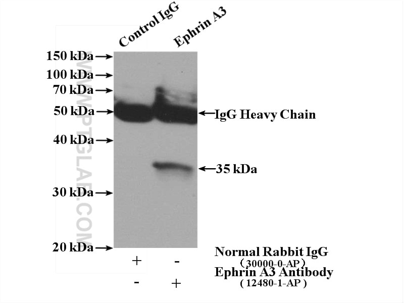 Immunoprecipitation (IP) experiment of A549 cells using Ephrin A3 Polyclonal antibody (12480-1-AP)
