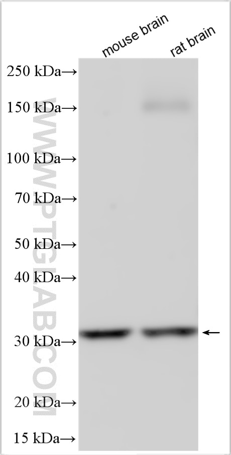 Western Blot (WB) analysis of various lysates using Ephrin A3 Polyclonal antibody (12480-1-AP)