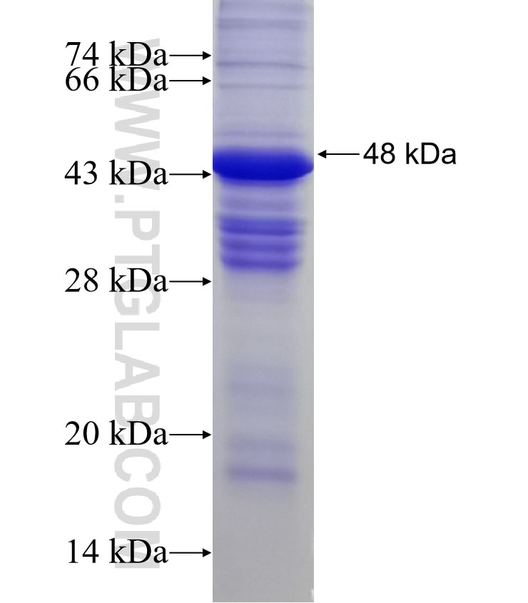 EFNA3 fusion protein Ag3188 SDS-PAGE