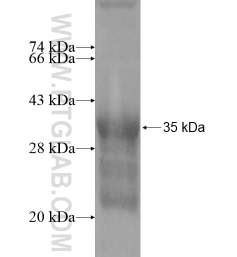 EFNA4 fusion protein Ag15664 SDS-PAGE