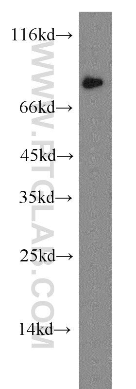 Ephrin A4-Specific Polyclonal antibody