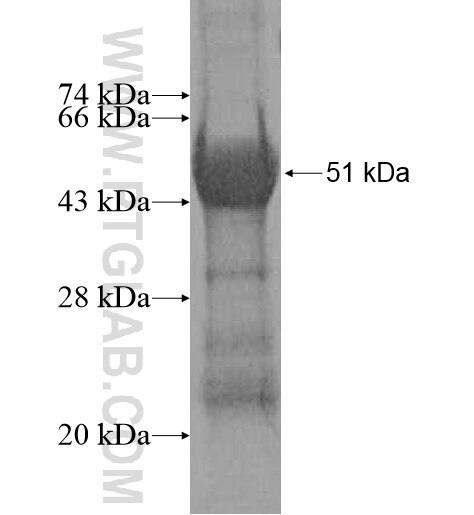 EFNA5 fusion protein Ag12179 SDS-PAGE