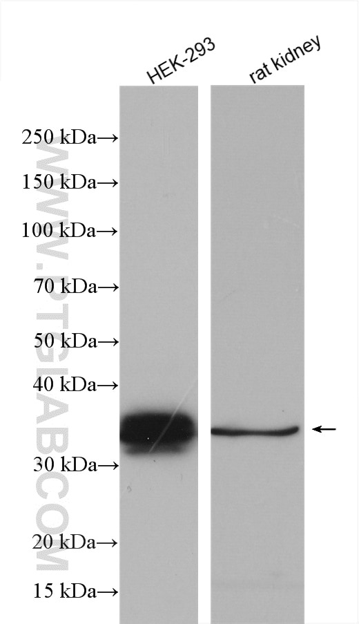 Western Blot (WB) analysis of various lysates using Ephrin B1 Polyclonal antibody (12999-1-AP)
