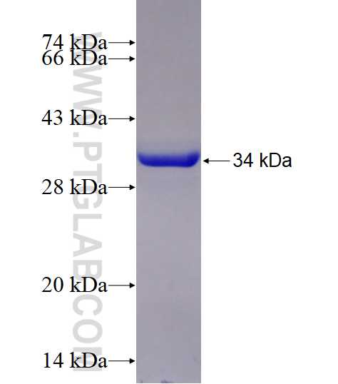 EFNB1 fusion protein Ag26586 SDS-PAGE